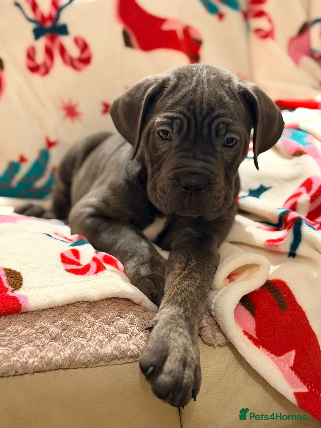 Cane Corso dogs for sale: 🐾 Stunning Cane Corso Puppies Available NOW ! 🐾 - Advert 8