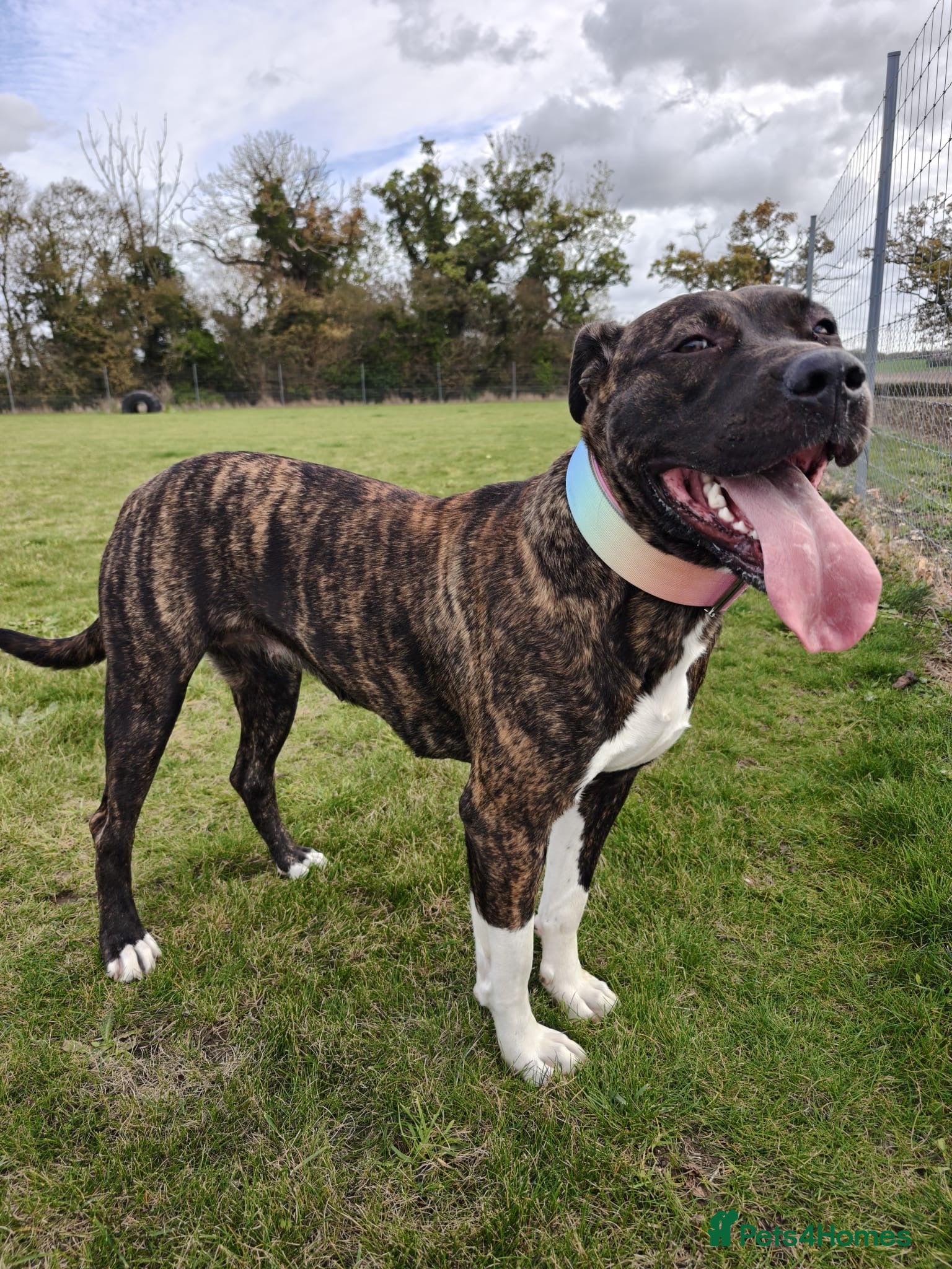 Mixed Breed dogs Fun Loving Companion - Advert 1