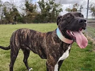 Mixed Breed dogs Fun Loving Companion - Advert 1