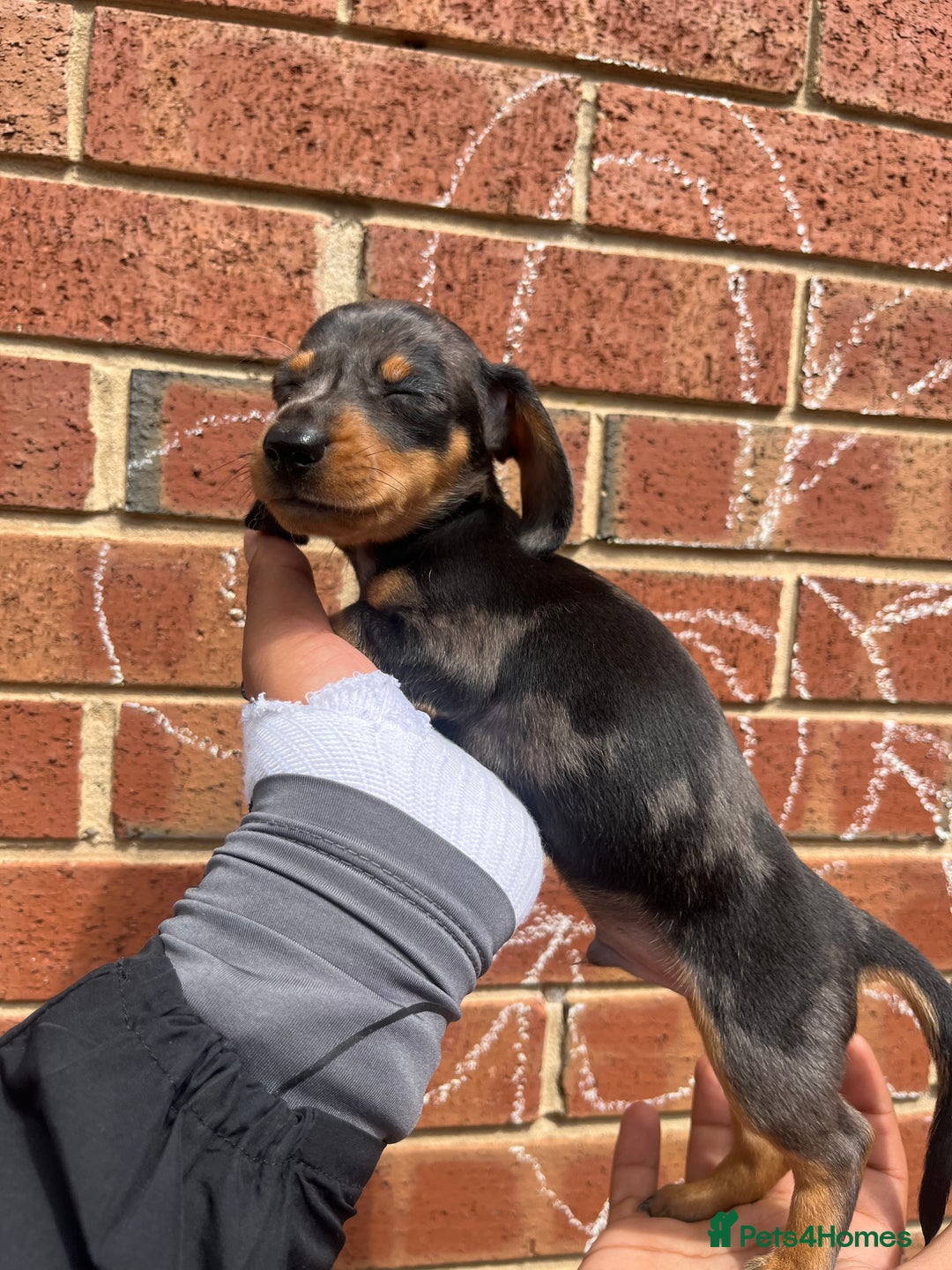 Miniature Dachshund dogs for sale: Miniature dachshunds  - Image 19