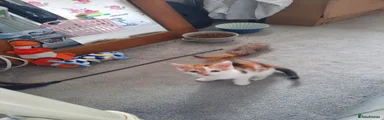 Mixed Breed Kitten 3