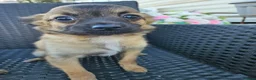 Chihuahua dogs for sale: Looking for Forever Homes  in Sittingbourne - Advert 11