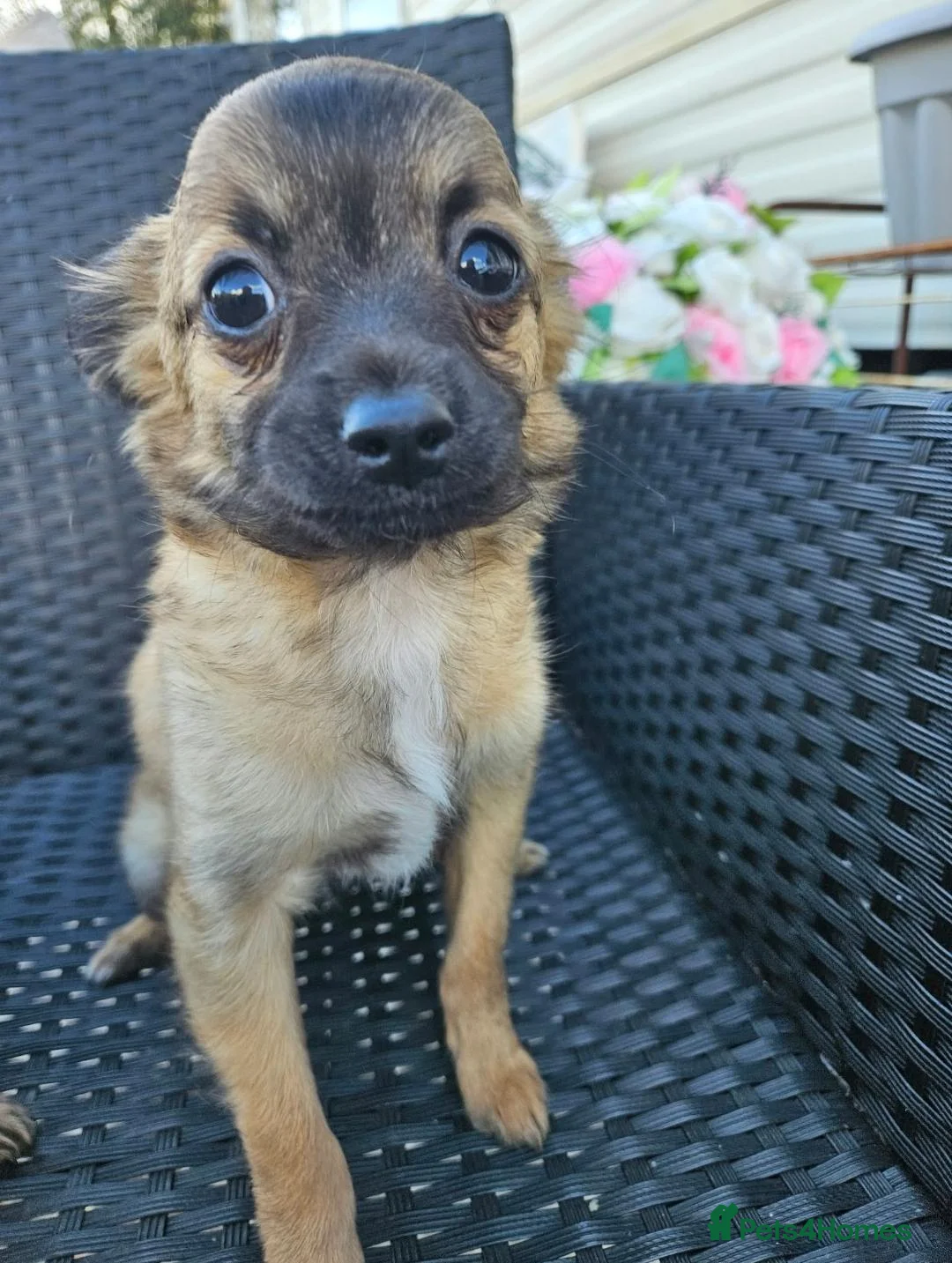 Chihuahua dogs for sale: Looking for Forever Homes  in Sittingbourne - Advert 11