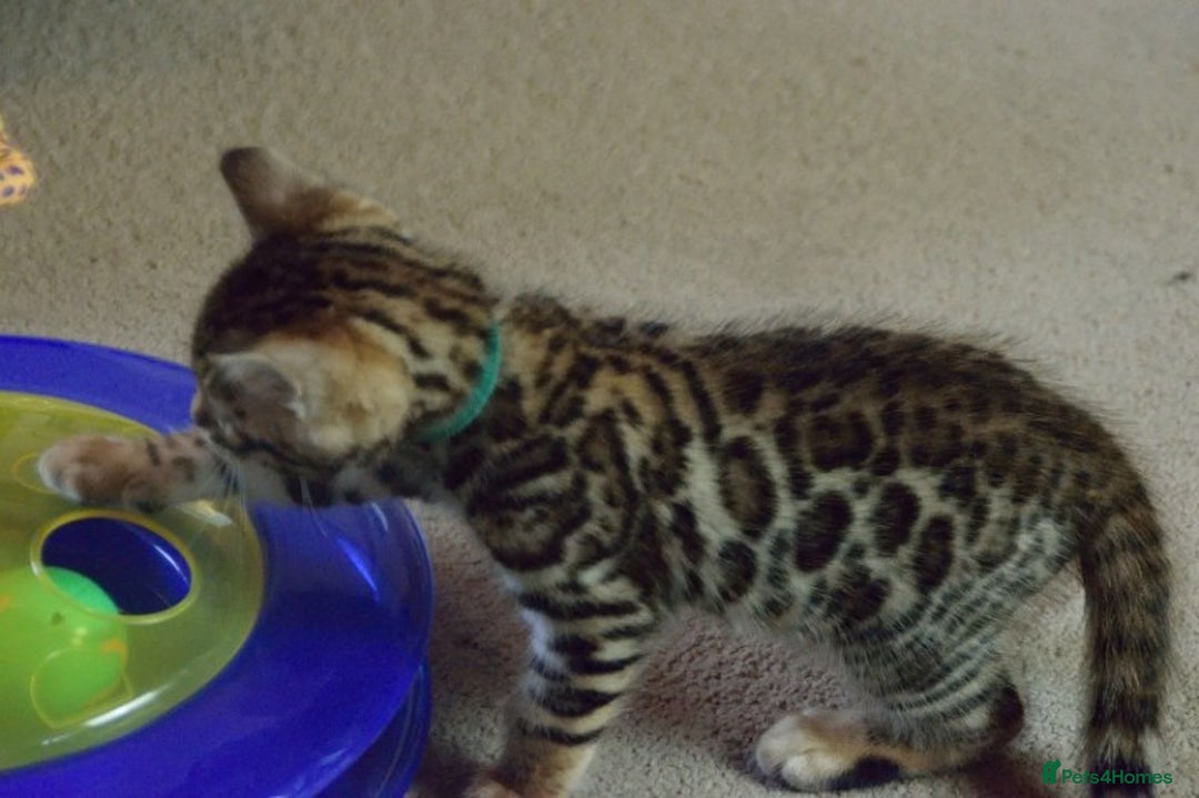 Bengal cats for sale: bengal kittens - Image 2