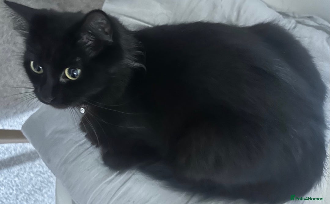 British Shorthair cats for sale: 3 kittens and 2 year old mother ready 4 rehoming  - Advert 3