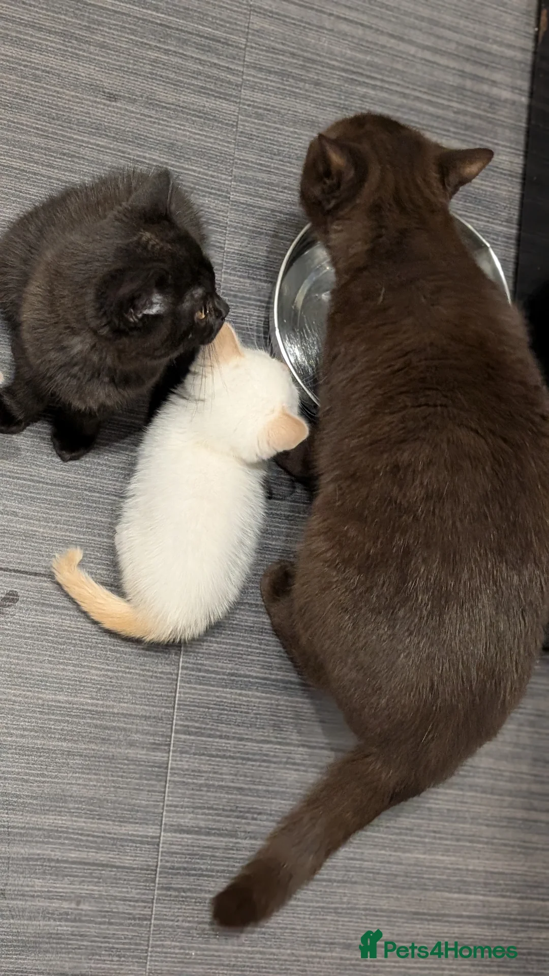 British Shorthair cats for sale: Beautiful British Shorthair kittens ready now - Advert 2