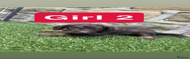 Cockapoo 5