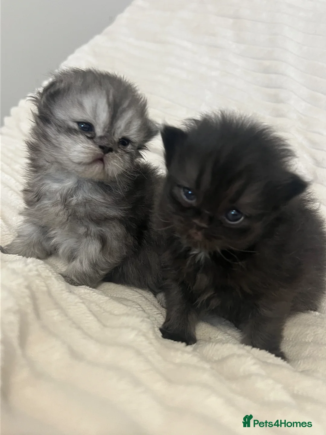 Persian cats for sale: Pure persion kittens - Advert 6