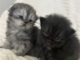 Persian cats Pure persion kittens - Advert 7