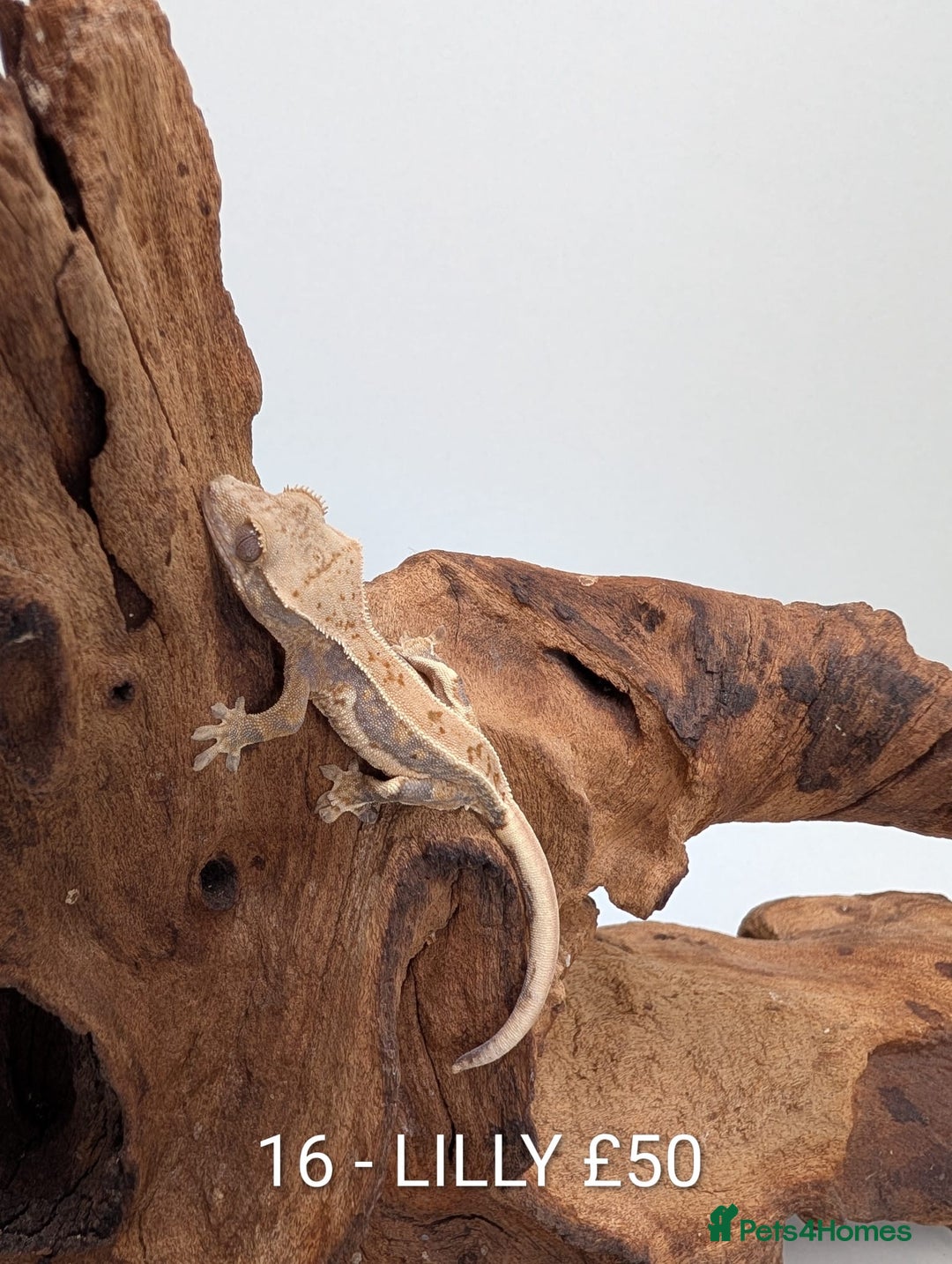 Gecko reptiles for sale: Beautiful baby crested geckos! - Advert 15