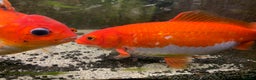 Fancy Goldfish fish for sale: Mixed Goldfish - Advert 4