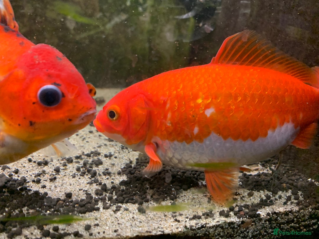 Fancy Goldfish fish for sale: Mixed Goldfish - Advert 4