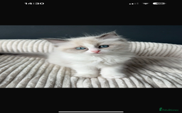 Ragdoll cats for sale: Ready To Leave Gorgeous Male  - Image 2