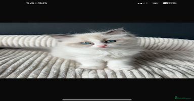 Ragdoll cats - Advert 9