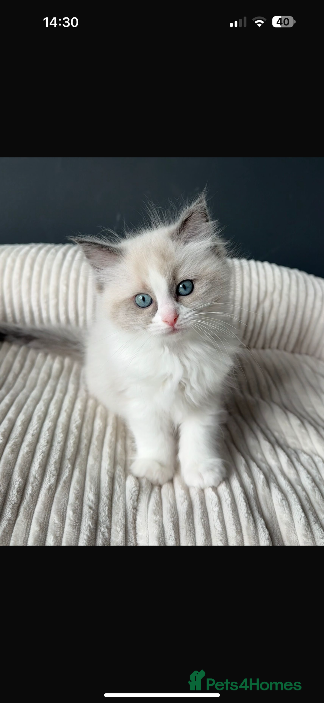 Ragdoll cats for sale: Ready To Leave Gorgeous Male  - Image 2