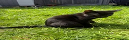 Mixed Breed cats for sale: Cute Kittens - Advert 8