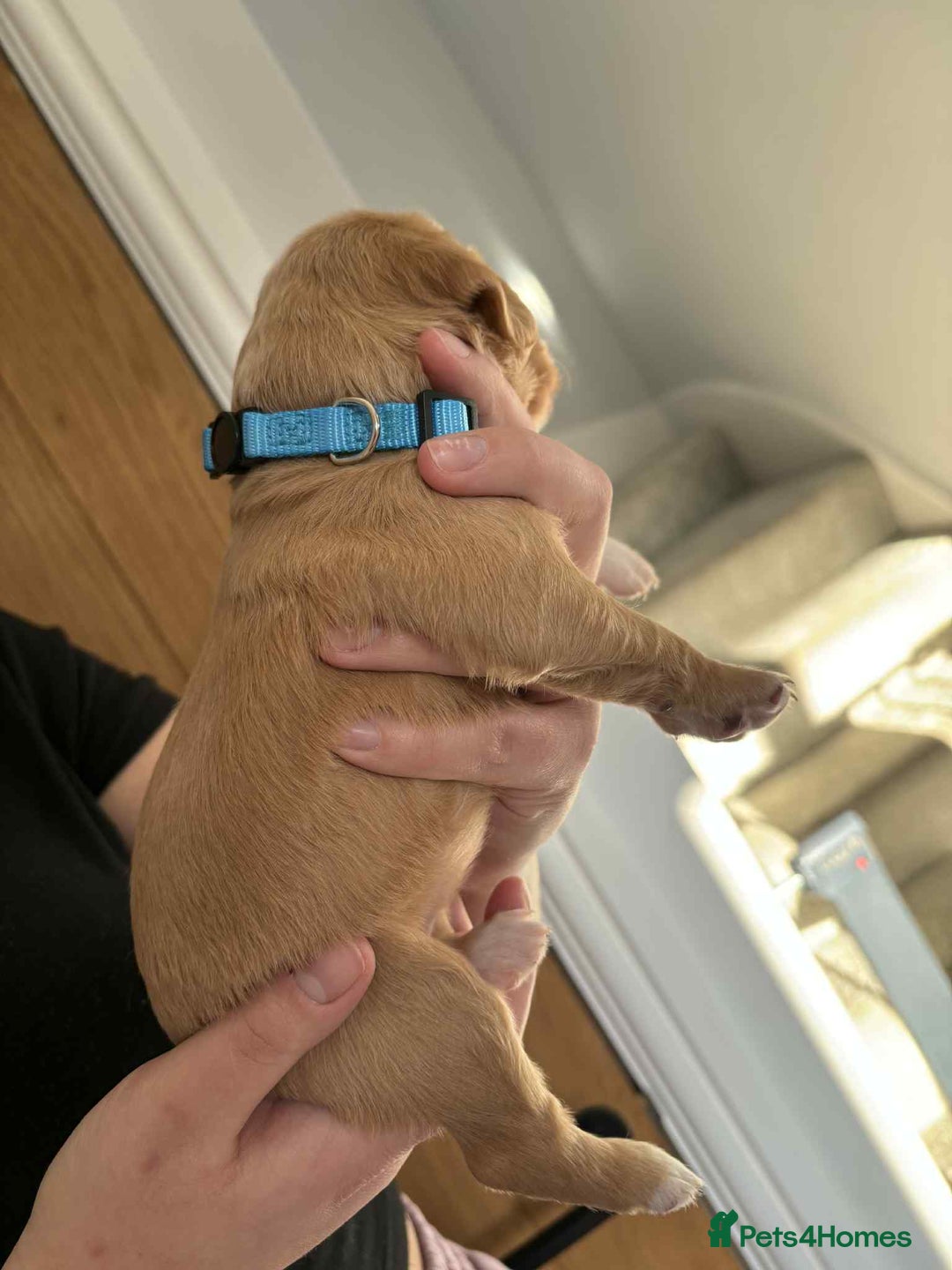 Cocker Spaniel dogs for sale: Working Cocker Spaniel Puppies - Advert 7