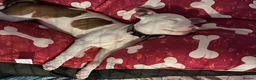 Staffordshire Bull Terrier dogs for sale: Staffie  in Carlisle - Advert 3