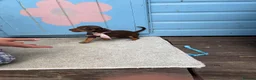 Jackshund dogs for sale: Dachshunds x jackrussell puppys - Advert 12