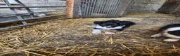 Border Collie dogs for sale: 2 Beautiful Border Collie bitch pups in Sheffield - Advert 18