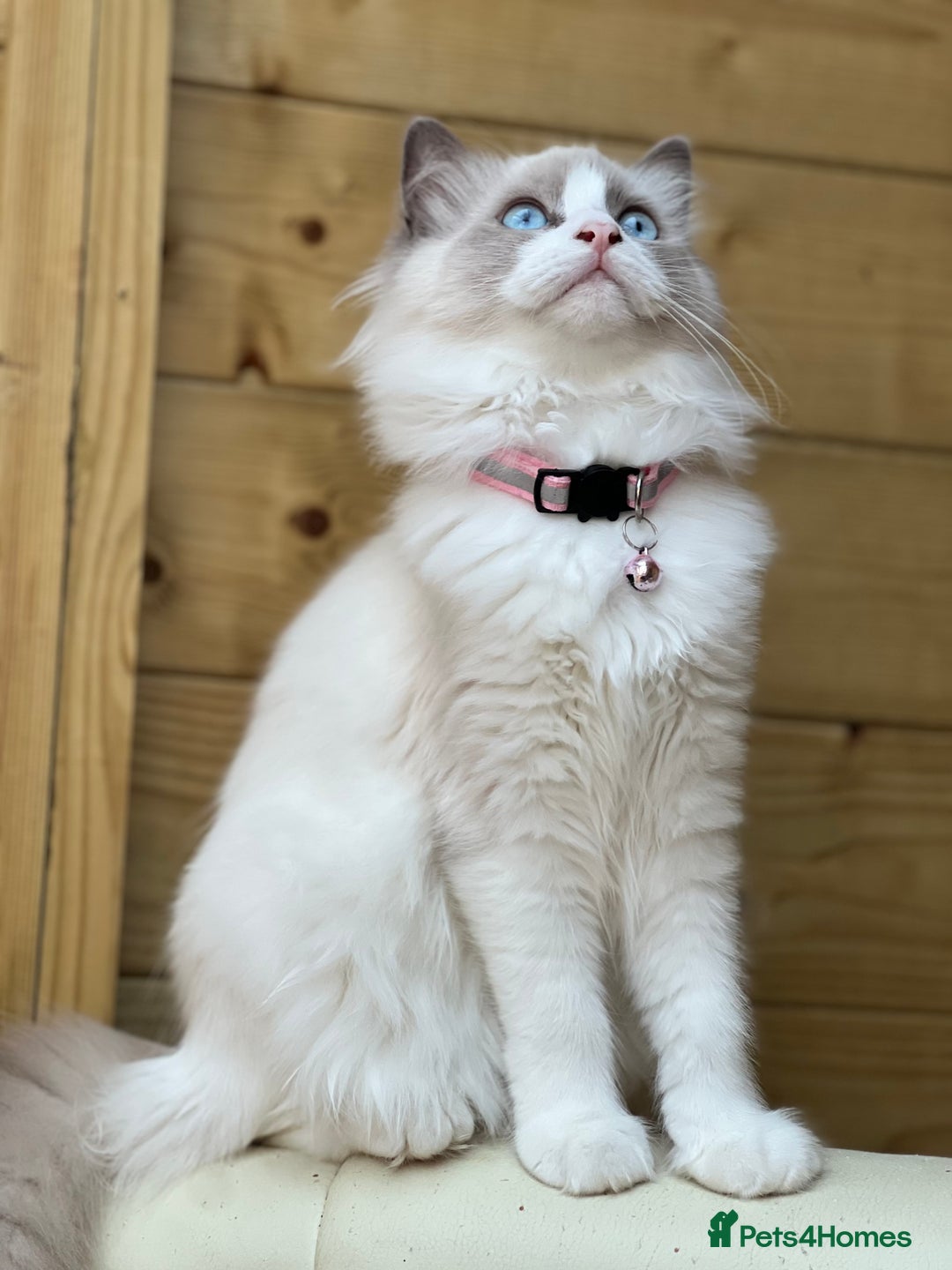 Ragdoll cats for sale: Blue mitted and bicolour ragdolls - Image 13