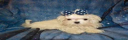 Maltese dogs for sale: ****Exquisite KC Registered Maltese Boy Puppy****  - Advert 6