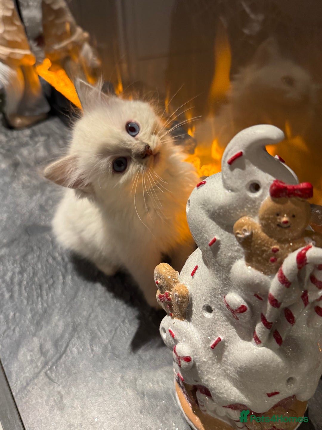 Ragdoll cats for sale: Ragdoll kittens  - Advert 12