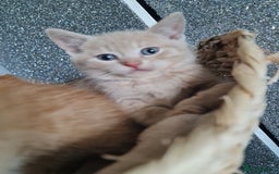 British Shorthair cats for sale: Beautiful BSH kittens from genetic tested parents - Image 5