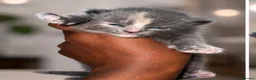 Mixed Breed cats for sale: * Beautiful Grey & Blue Tortie Kittens  - Advert 6
