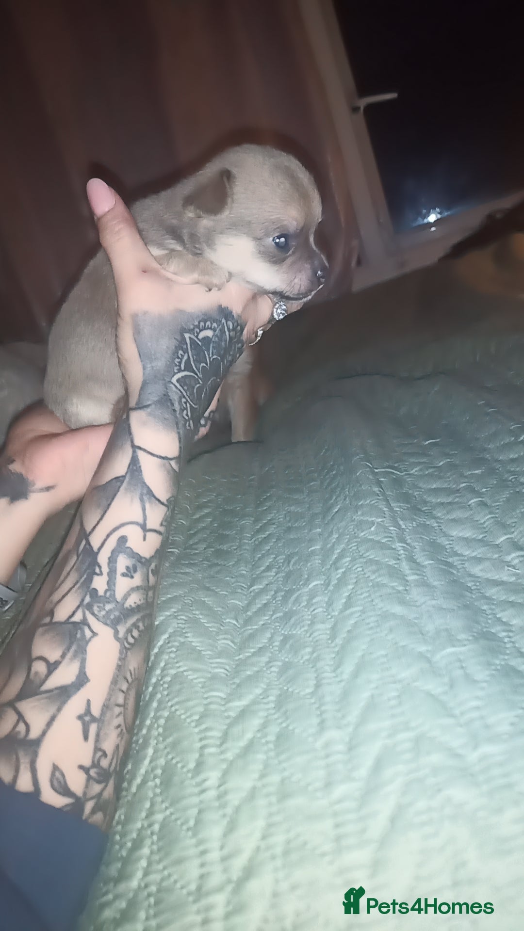 Chihuahua dogs for sale: 2 female chihuahuas - Advert 4
