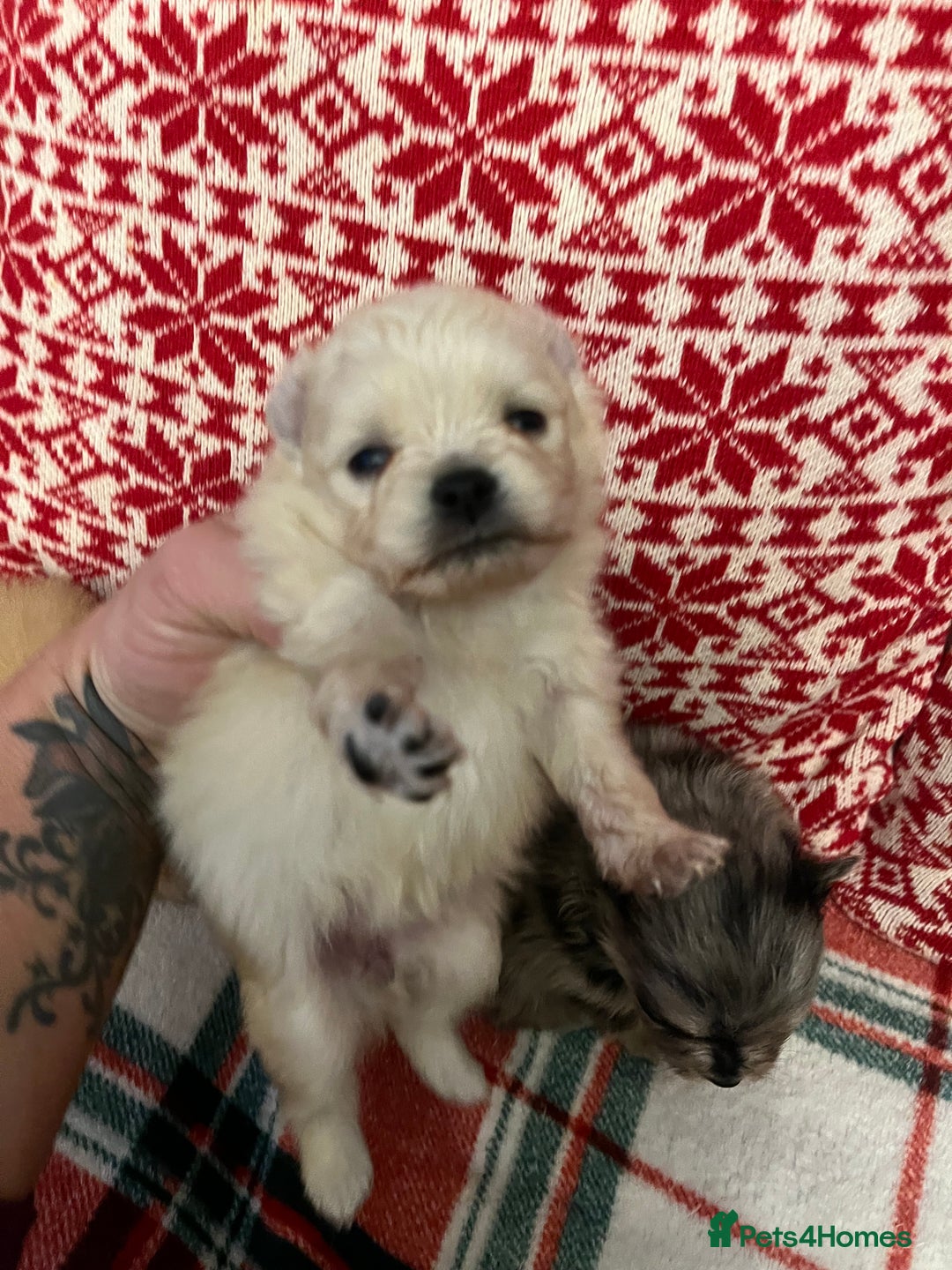 Pomeranian dogs for sale: Stunning Pomeranian puppys - Advert 9