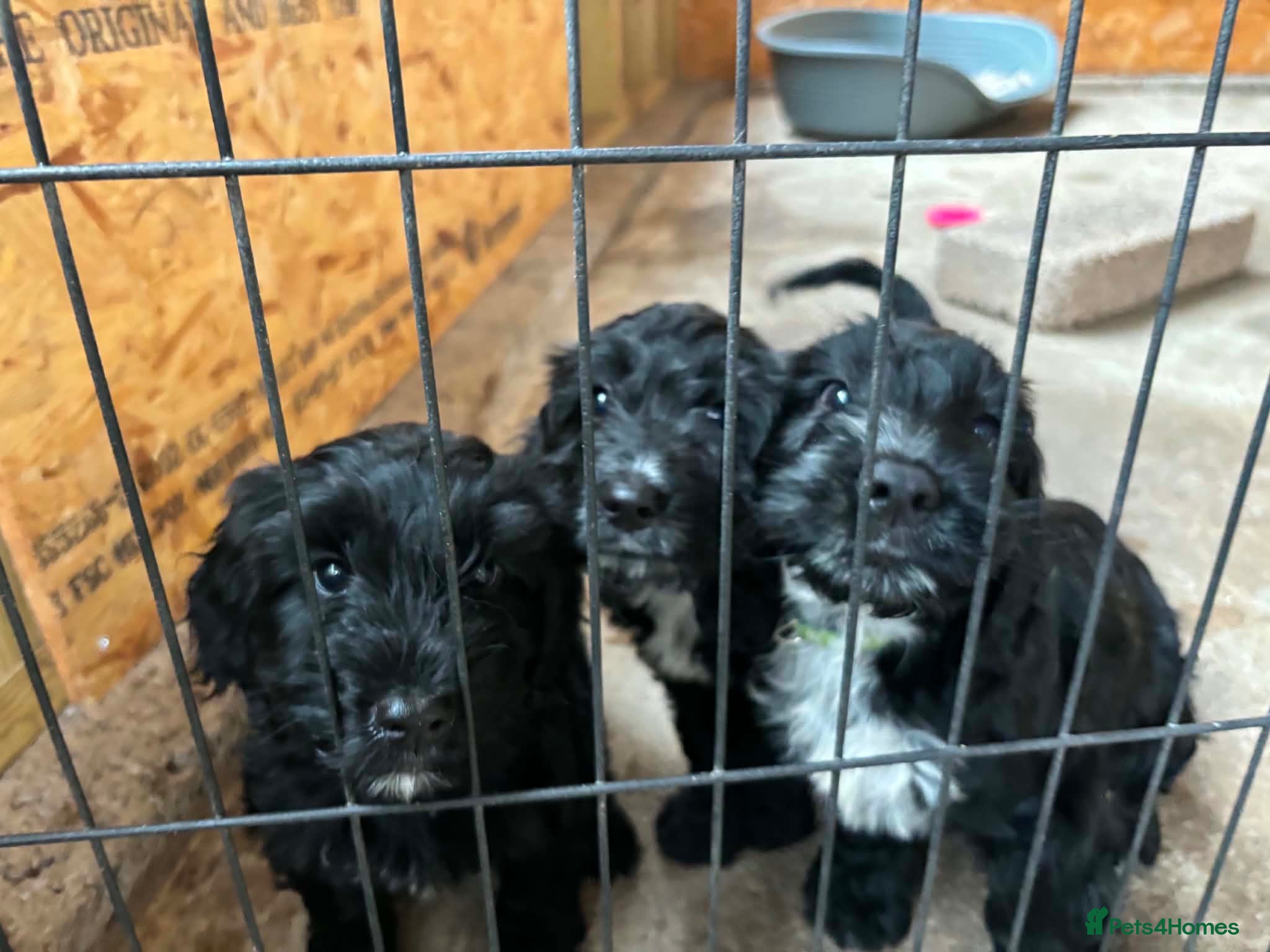 Mixed Breed dogs 3 cockapoo/ sprocker puppies - Advert 1