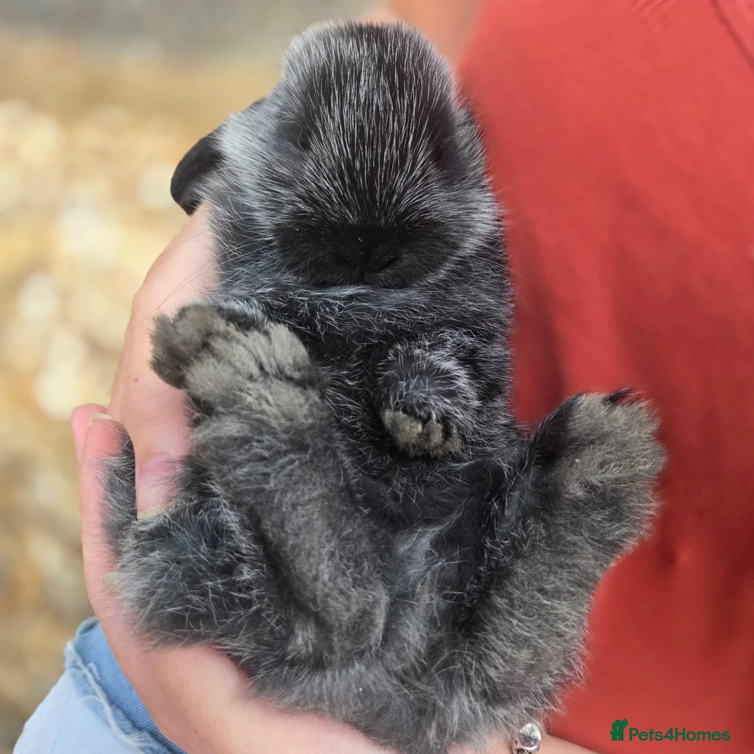 Mini Lop rabbits for sale: Baby mini lops in Telford - Advert 2