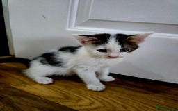 Mixed Breed cats for sale: 6 kittens  - Image 7