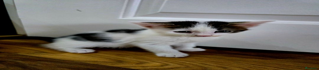 Mixed Breed Charming Black and White Kitten for Sale