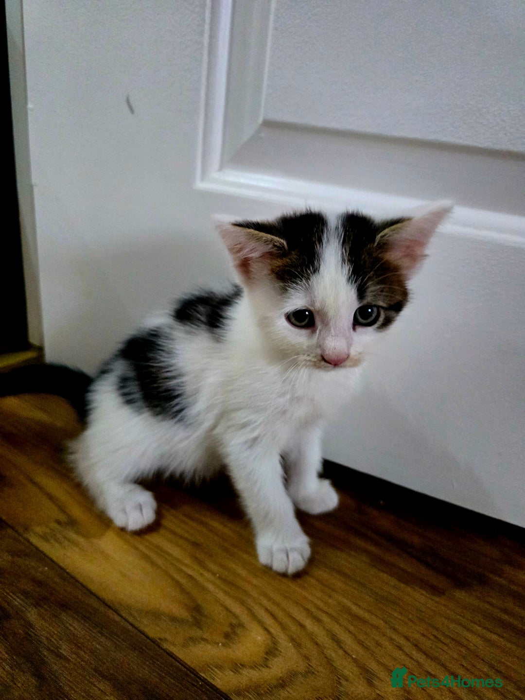 Mixed Breed cats for sale: 6 kittens  - Image 7
