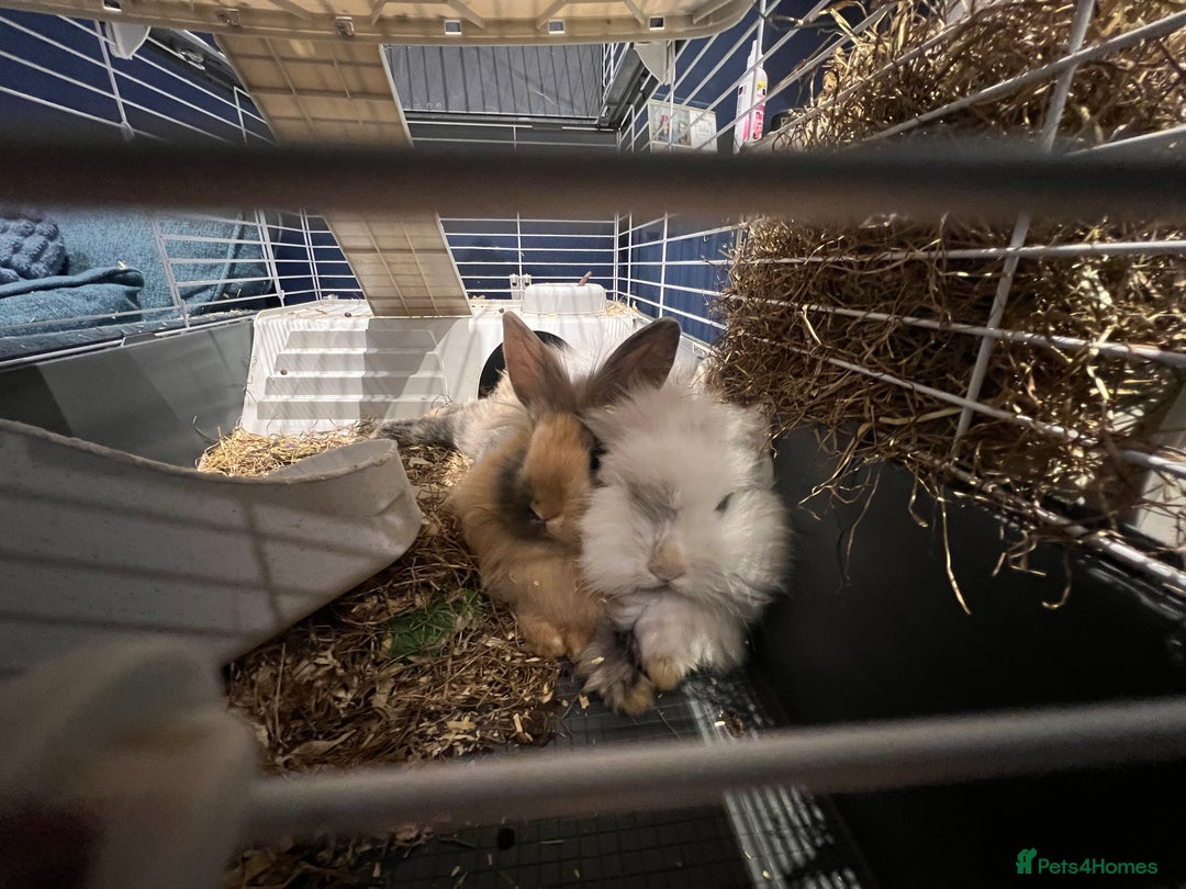 Mini Lion Lop rabbits for sale: Super cute mini lop x lionhead rabbits - Advert 13
