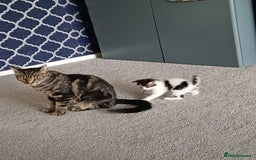 Mixed Breed cats for sale: Kittens  - Image 6