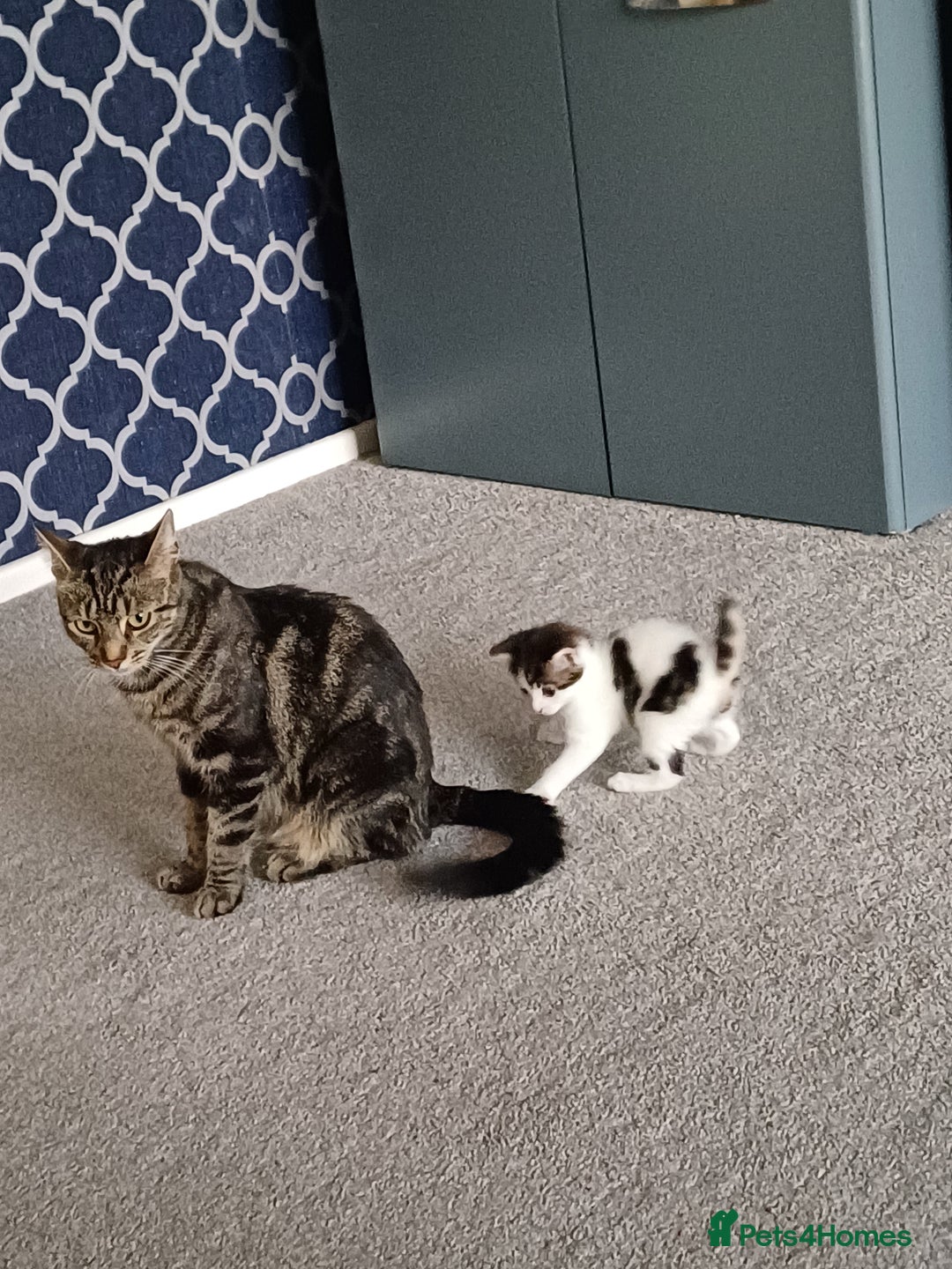 Mixed Breed cats for sale: Kittens  - Image 6