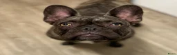 French Bulldog dogs for sale: Female French bulldog  in Norwich - Advert 1