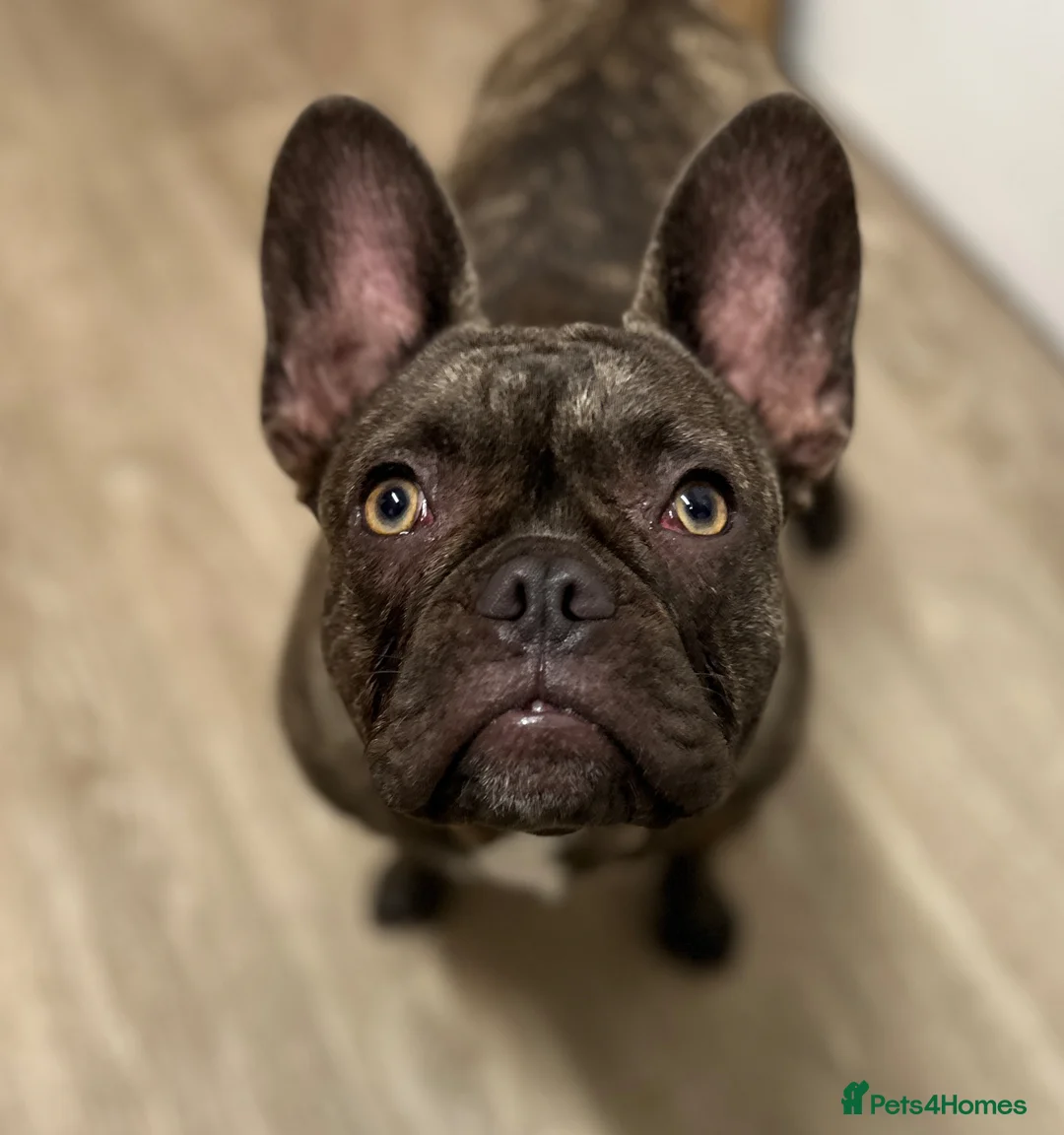 French Bulldog dogs for sale: Female French bulldog  in Norwich - Advert 1