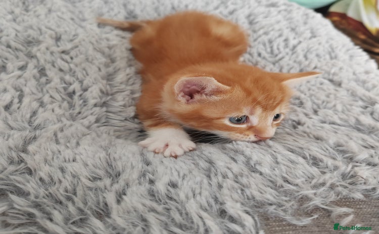 Mixed Breed cats - Advert 1