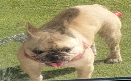 French Bulldog dogs for sale: french bulldog puppy  - Image 3