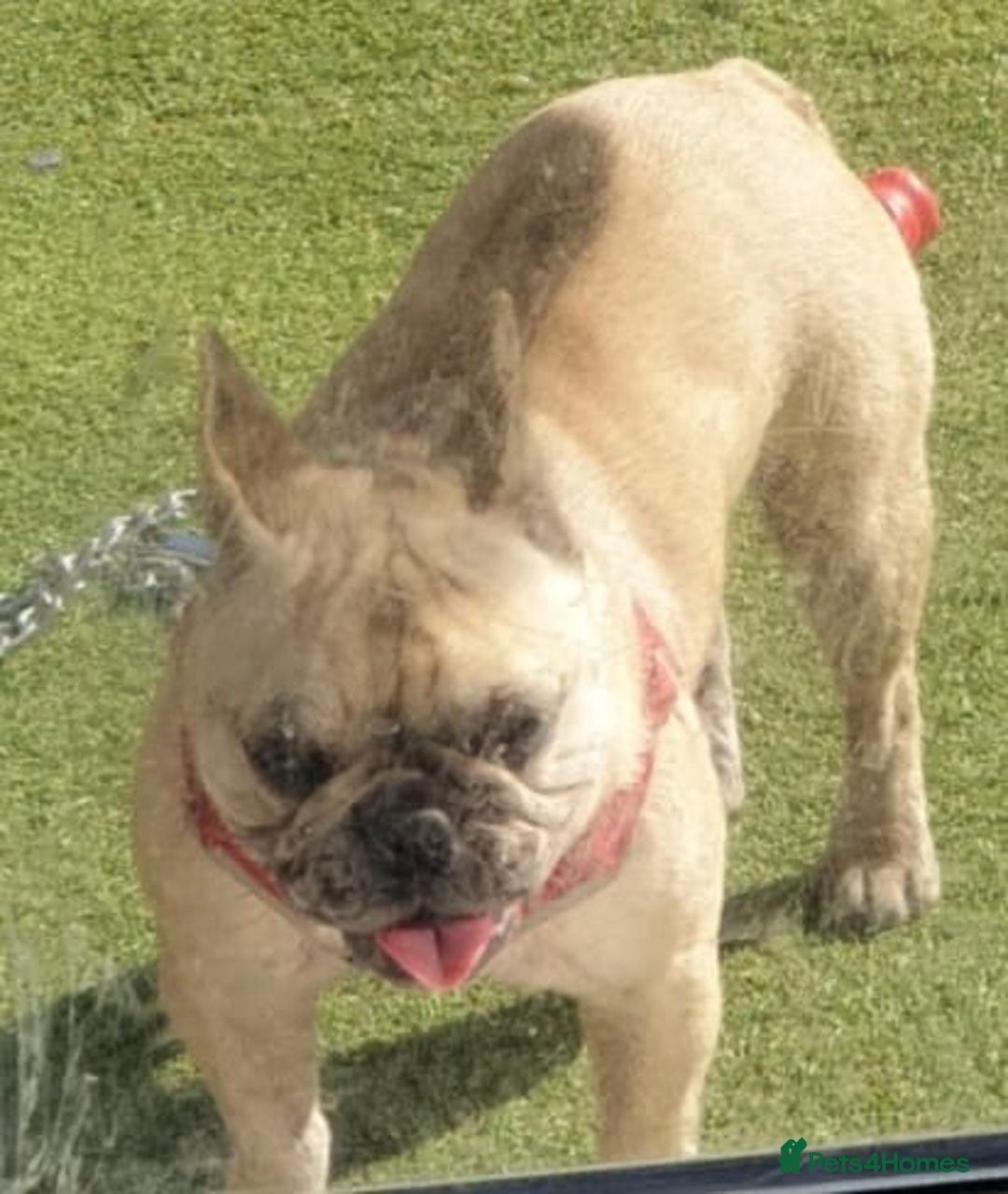French Bulldog dogs for sale: french bulldog puppy  - Image 3