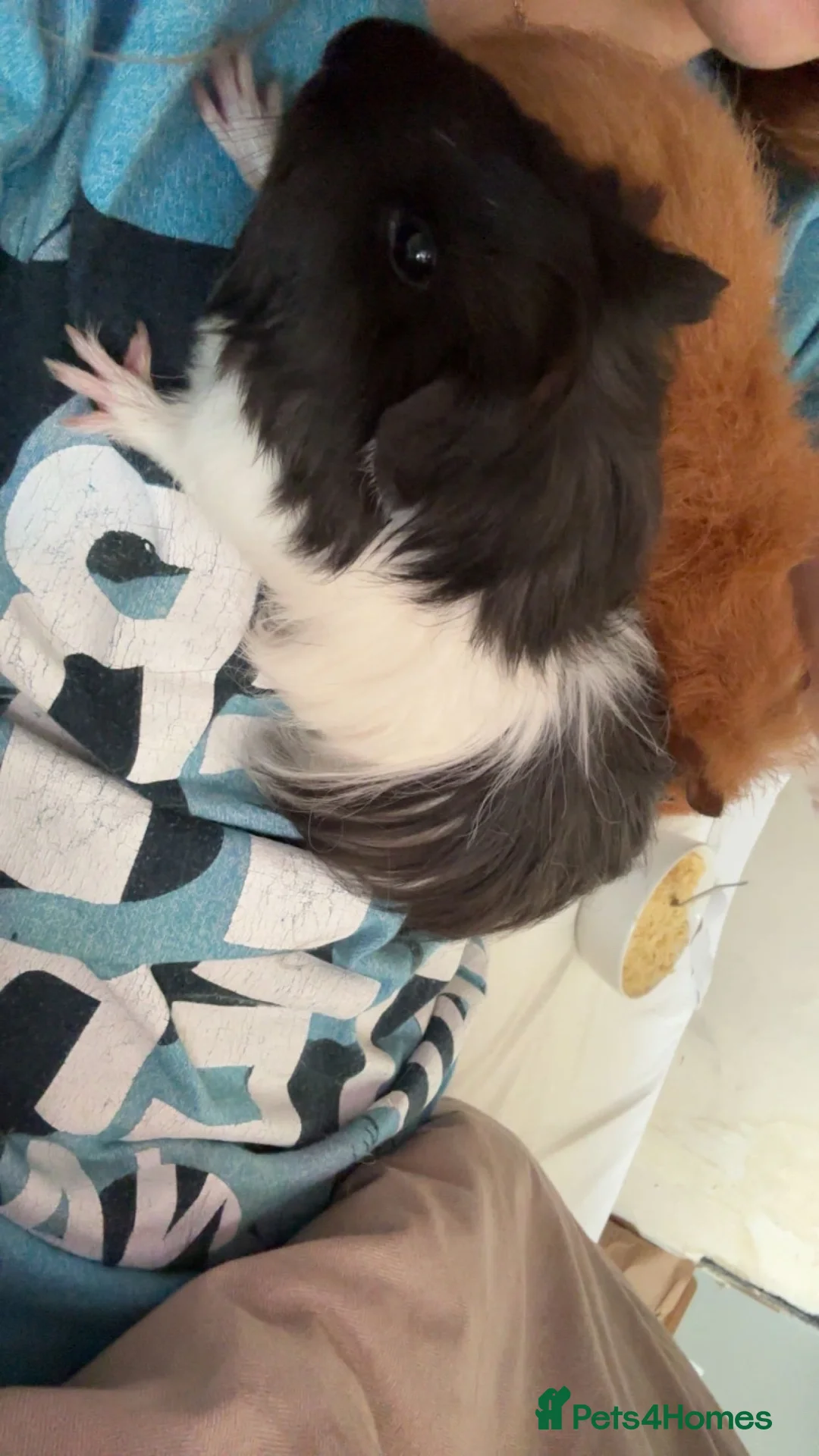 Guinea Pig rodents for sale: Two male and female Guinea pigs in Cardiff - Advert 2