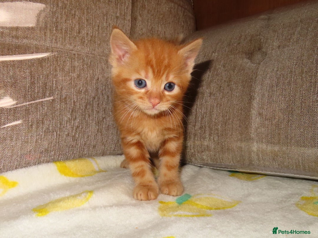 British Shorthair cats for sale: Kittens - Image 7