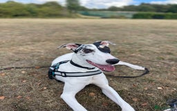 Mixed Breed dogs for sale: Flash  - Image 9