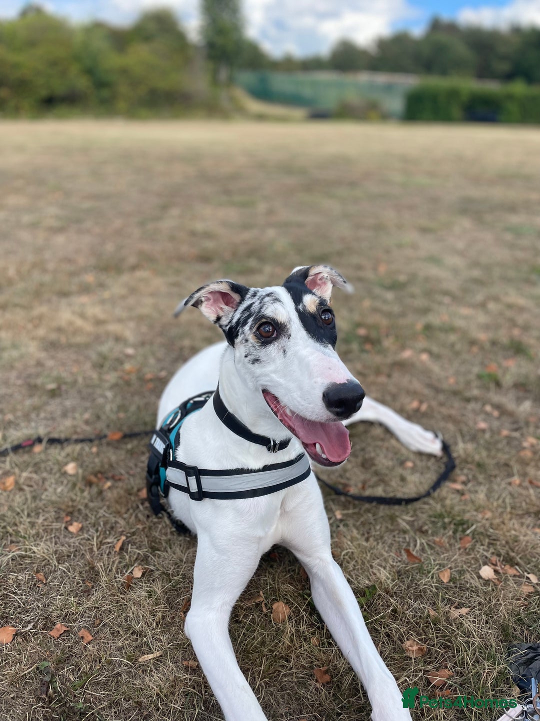 Mixed Breed dogs for sale: Flash  - Image 9