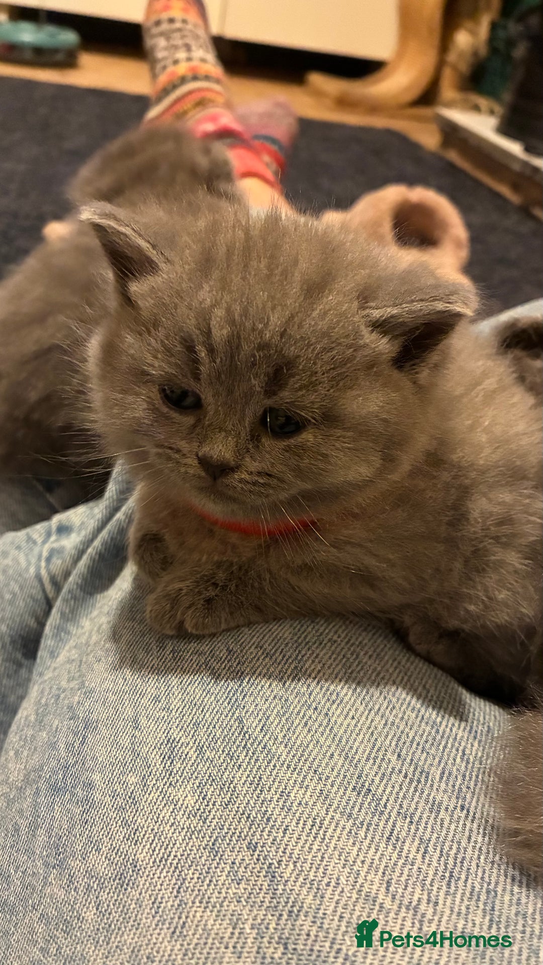 Scottish Fold cats for sale: 6 beautiful Scottish fold kittens - Advert 20