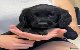 Sprocker dogs for sale: Beautiful Sprocker puppies HEALTH TESTED PARENTS - Image 11